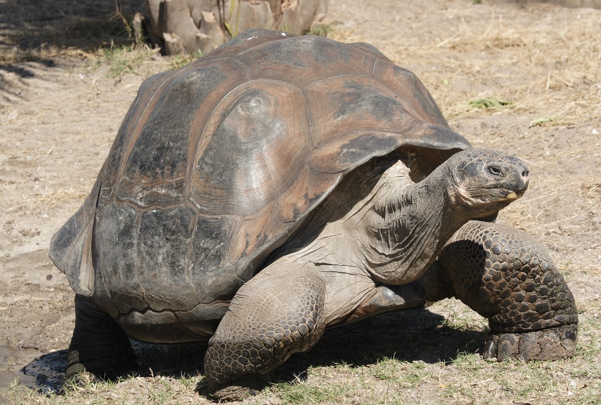 100 years old turtle become the father of 800 children and saved the entire species