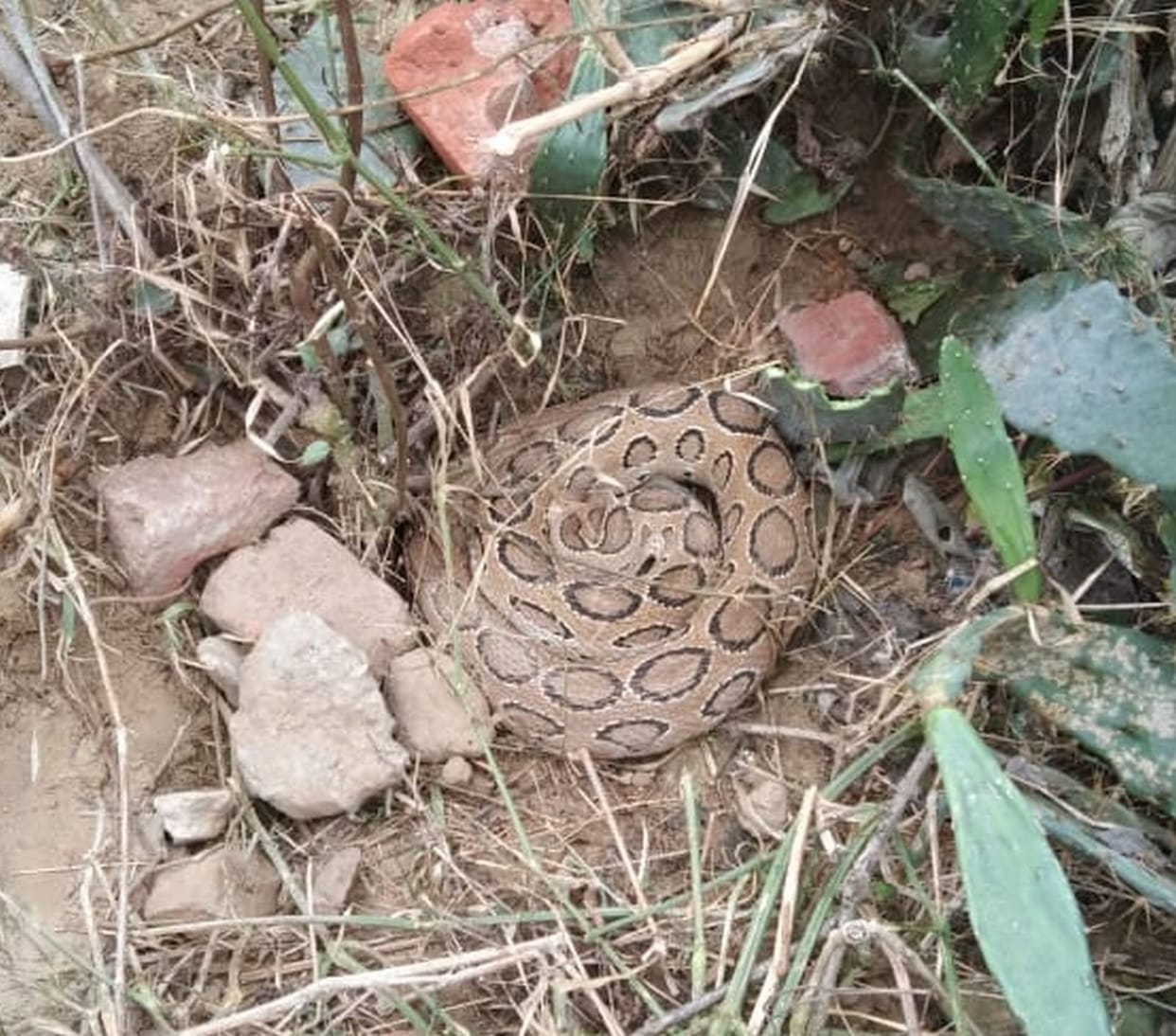 Snake capture