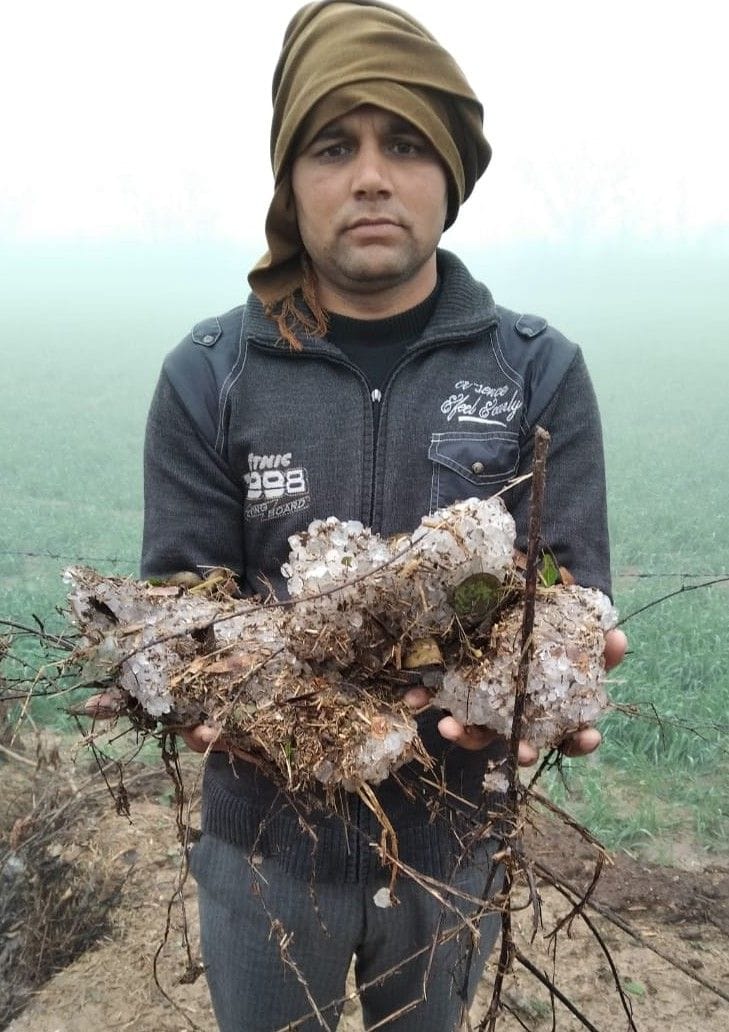 Hathras: Thousands of bigha crops ruined by hailstorm accompanied by rain