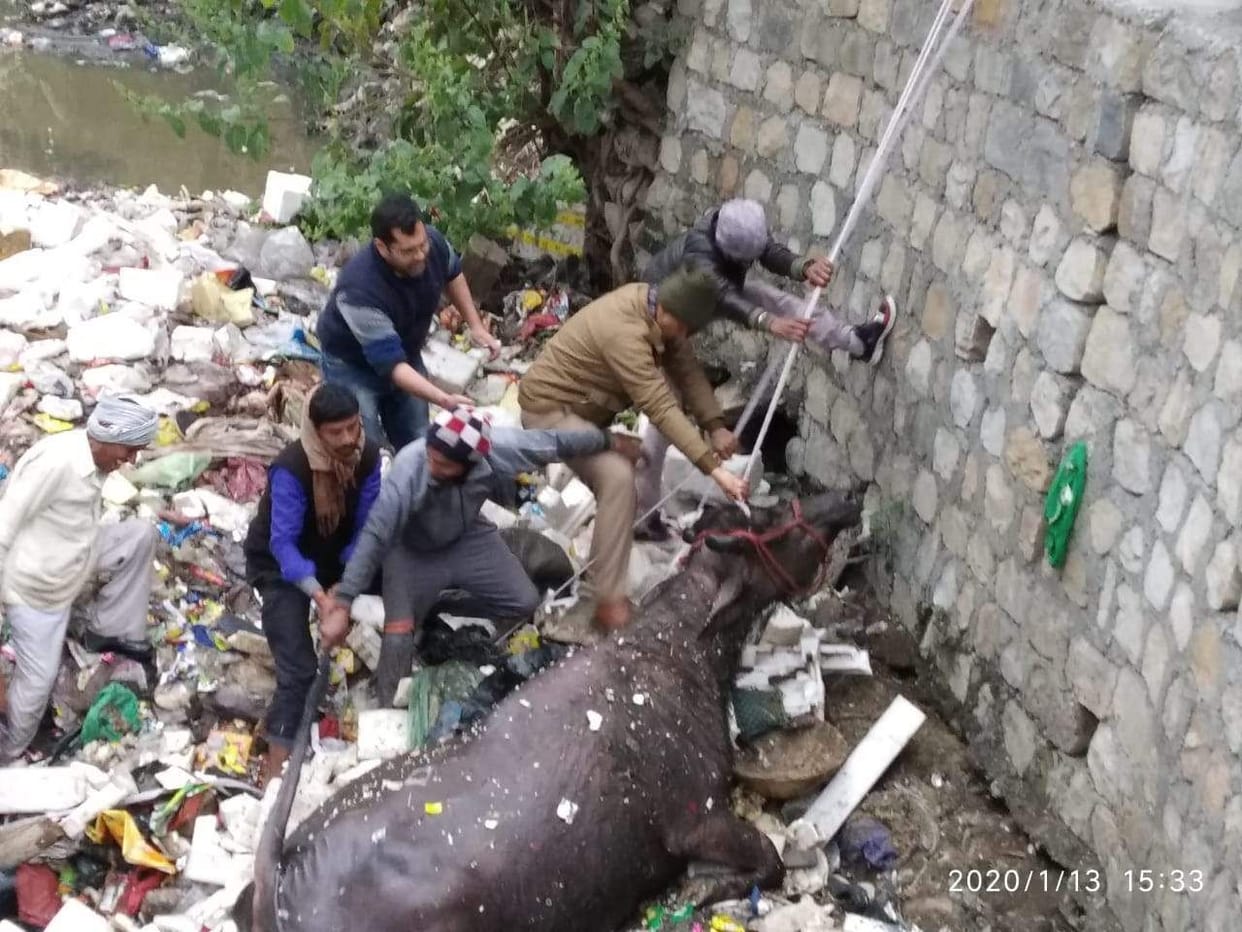 Rescue of buffalo from the drain took four hours