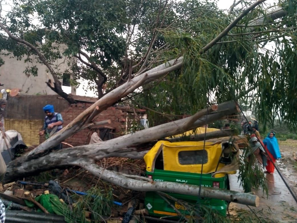 Trees fell due to rain, traffic disrupted