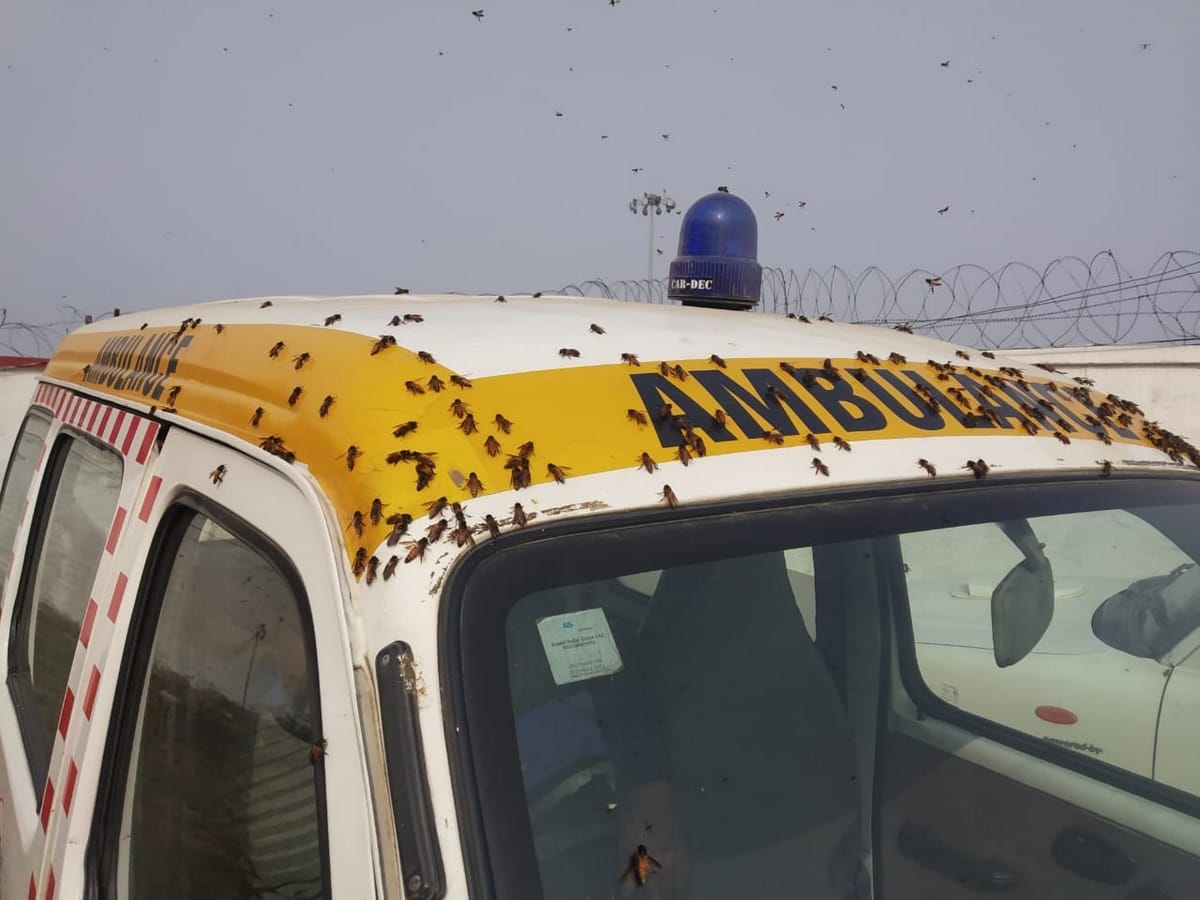 Corona: 8 out of 154 passengers arriving from Sharjah deteriorated