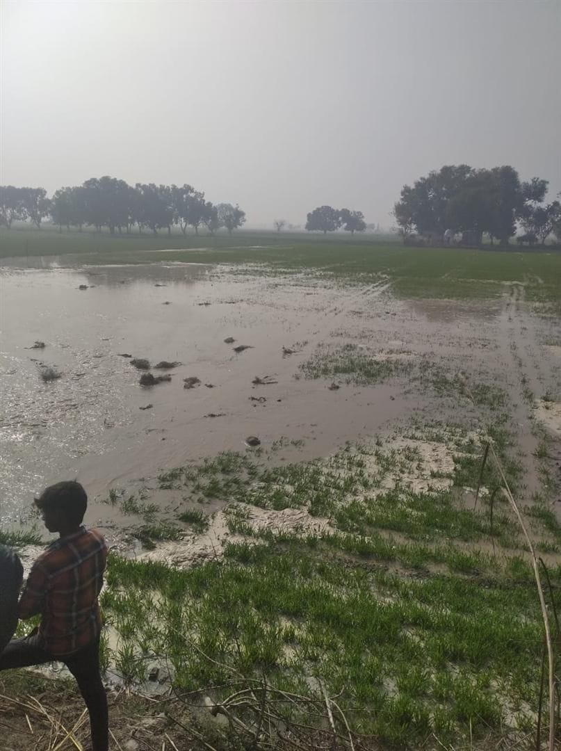 wheat and potato corp sink in water