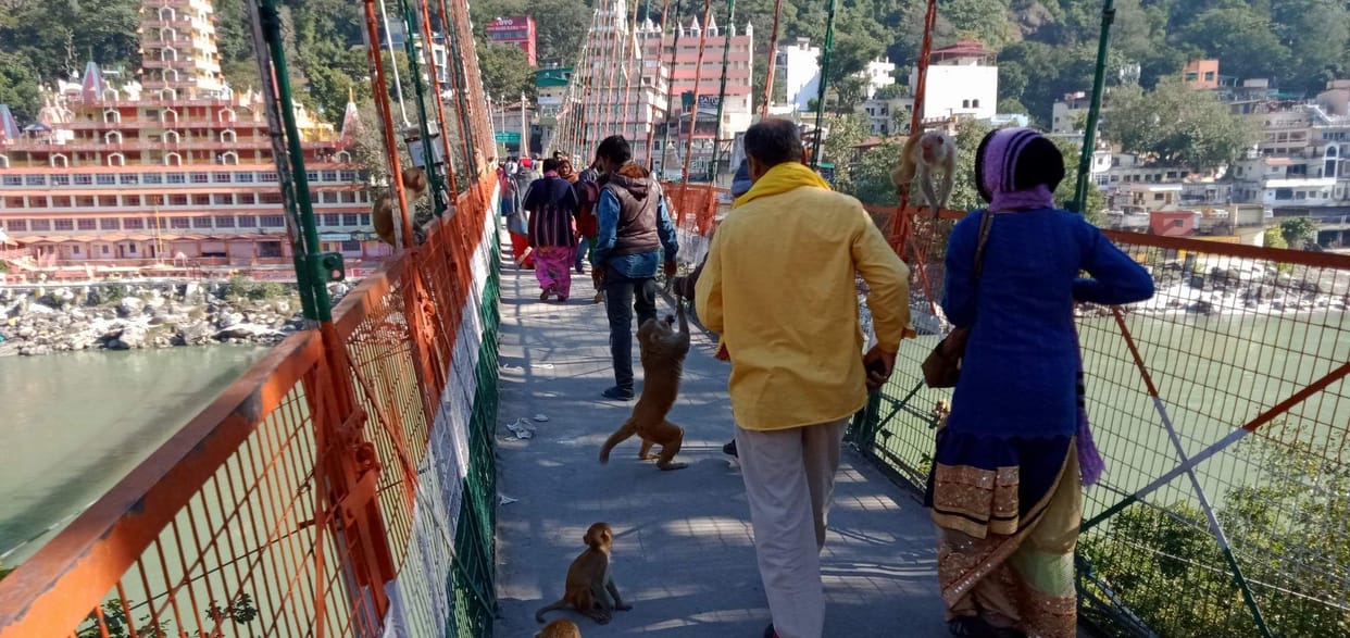 Monkeys snatched away from passengers on Laxmanjhula bridge