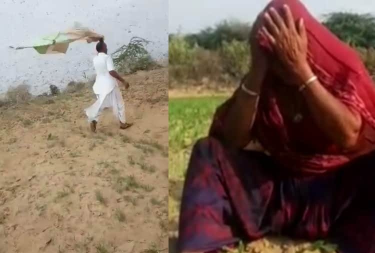 Biggest locust attack in Sri Ganganagar, alert in Punjab