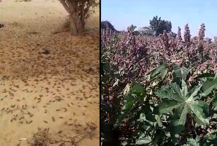 Biggest locust attack in Sri Ganganagar, alert in Punjab