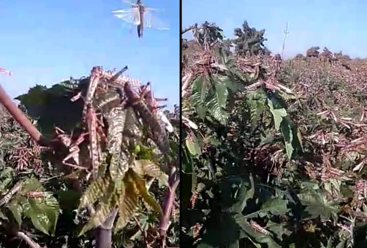 Biggest locust attack in Sri Ganganagar, alert in Punjab
