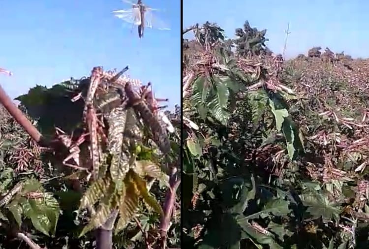 Biggest locust attack in Sri Ganganagar, alert in Punjab