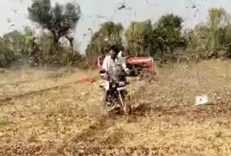 Biggest locust attack in Sri Ganganagar, alert in Punjab