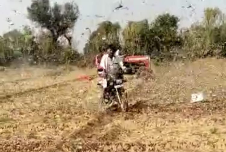 Biggest locust attack in Sri Ganganagar, alert in Punjab