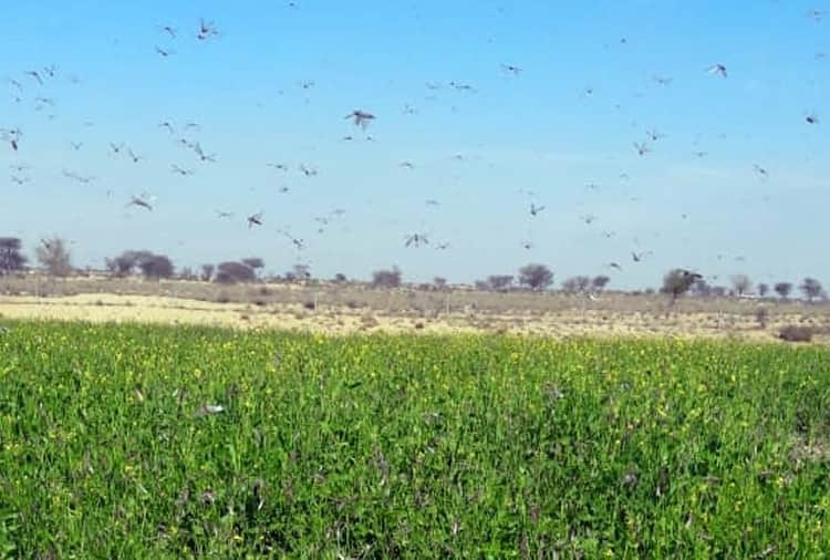 Biggest locust attack in Sri Ganganagar, alert in Punjab