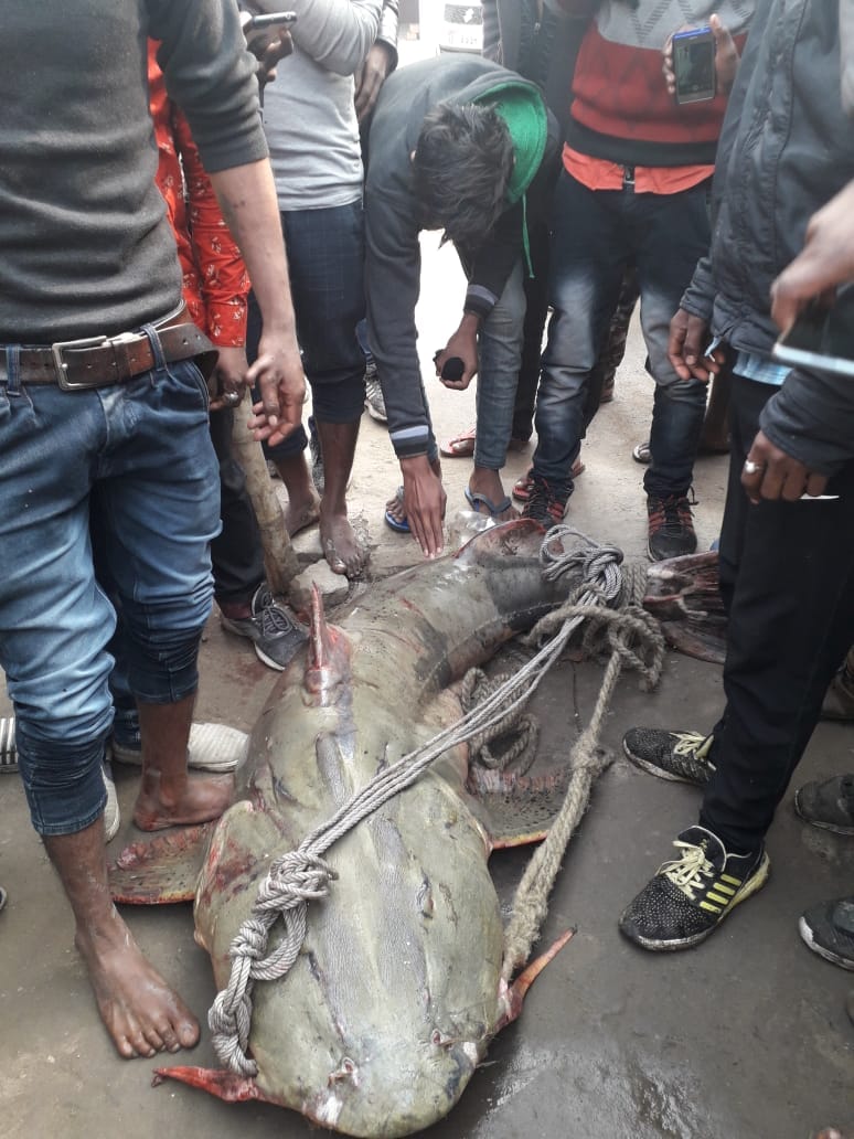 87 kg fish found in saryu river, businessman purchase only fifteen thousand