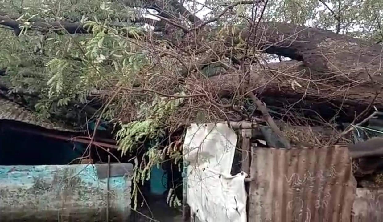 Trees fell on the house, people escaped and saved their lives