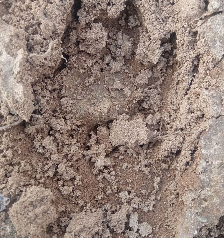 Leopard footprint in Shukatirtha