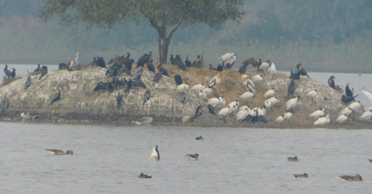 How to increase foreign birds ... Natural History Society will conduct research