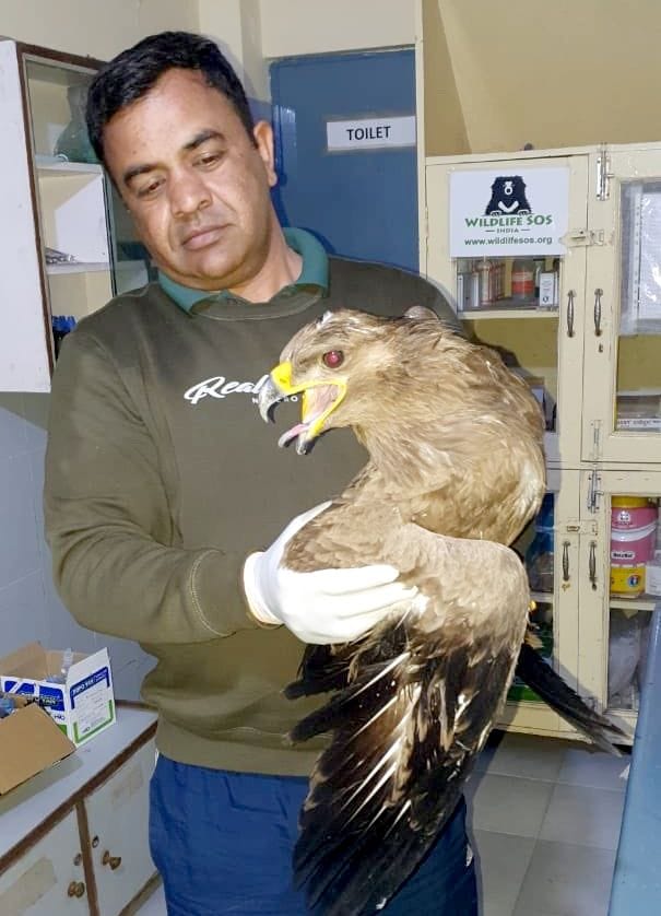 Villagers save Himalayan eagle injured due to breaking of wings
