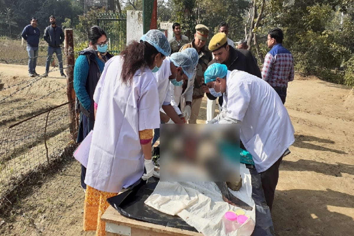 The dolphin was killed by predators in the Hastinapur area of Meerut district