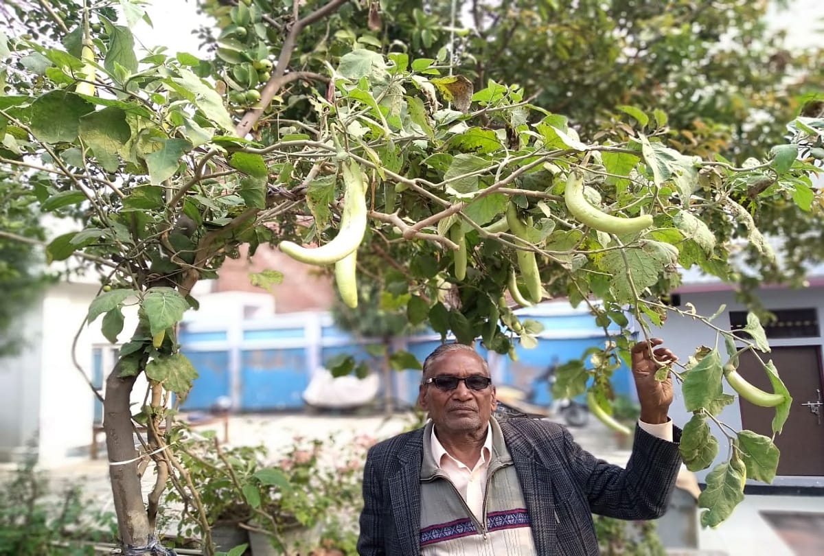 Eggplant plant made tree, length eight feet seven inches