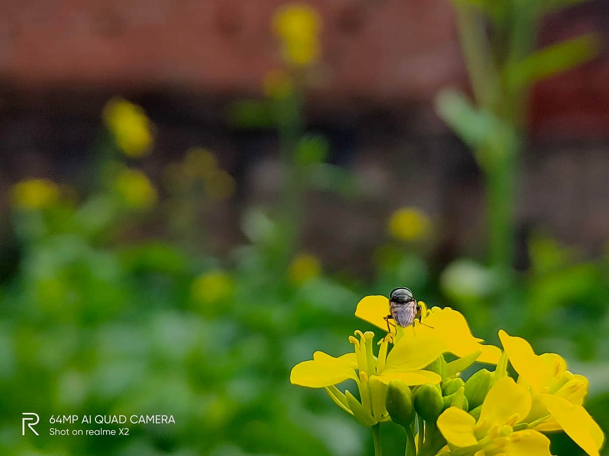 Realme X2 Camera Review See eight sample photos