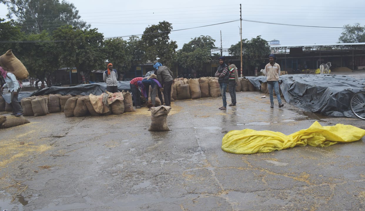 RAINING, MUSTURD CROPS CAN  DESTROY