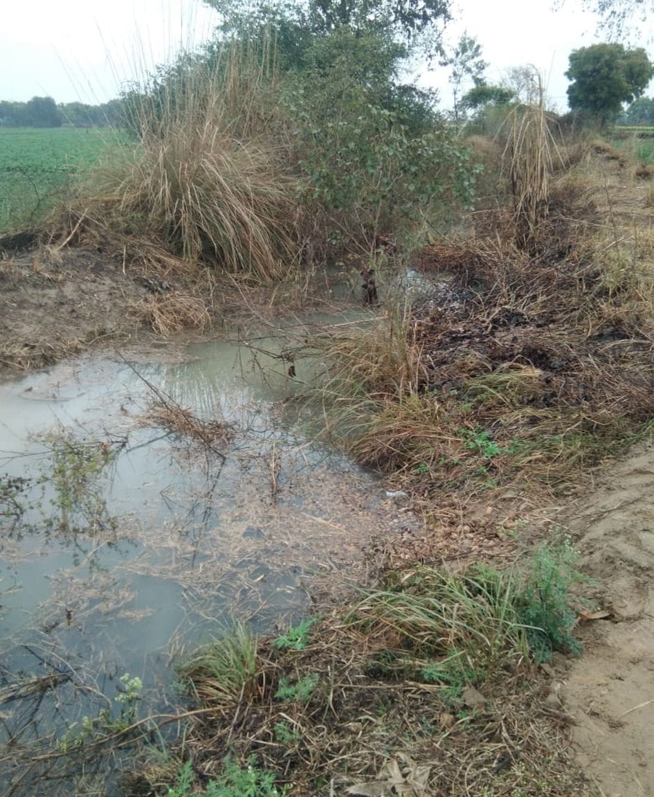 crops dive in water