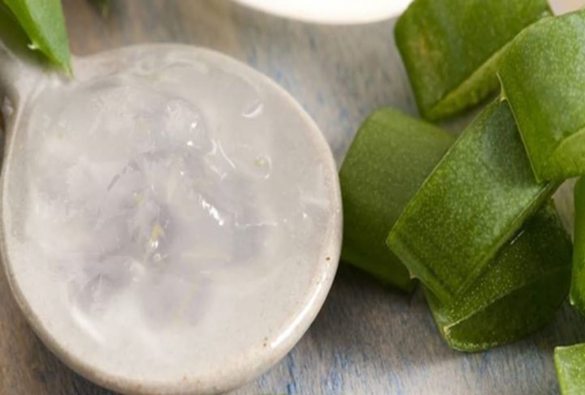 J&K: Grow aloe vera in 100 hectares in Kandi areas, set up processing units