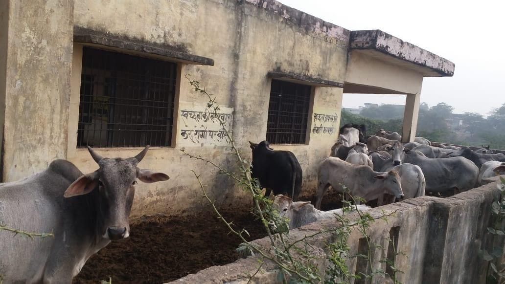crime, cow, orai news