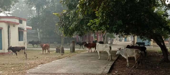 Holiday cattle protest in block, Naib Tehsildar clash