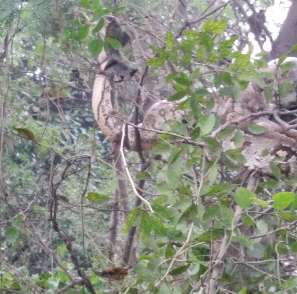 Villagers are frightened by the release of four pythons