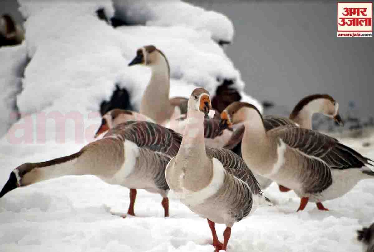 snowfall in srinagar jammu kashmir,  jammu kashmir weather