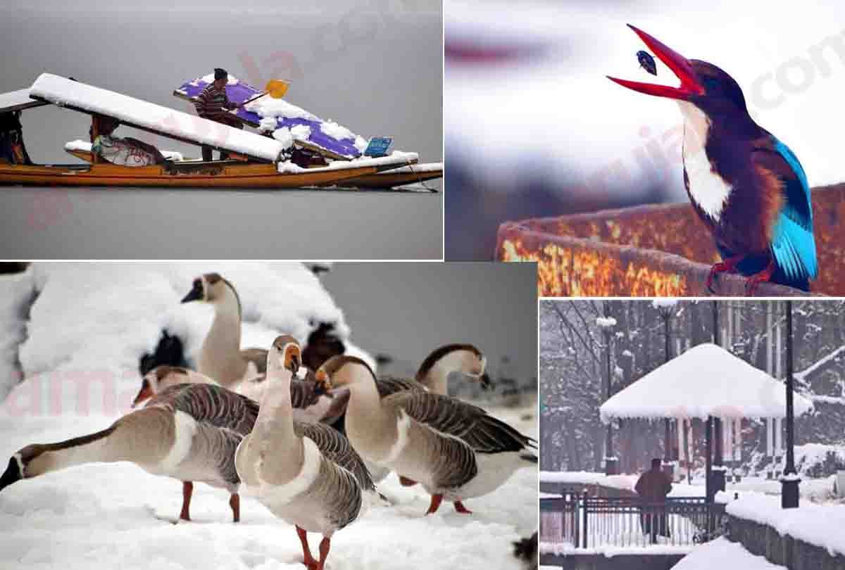 snowfall in srinagar jammu kashmir,  jammu kashmir weather