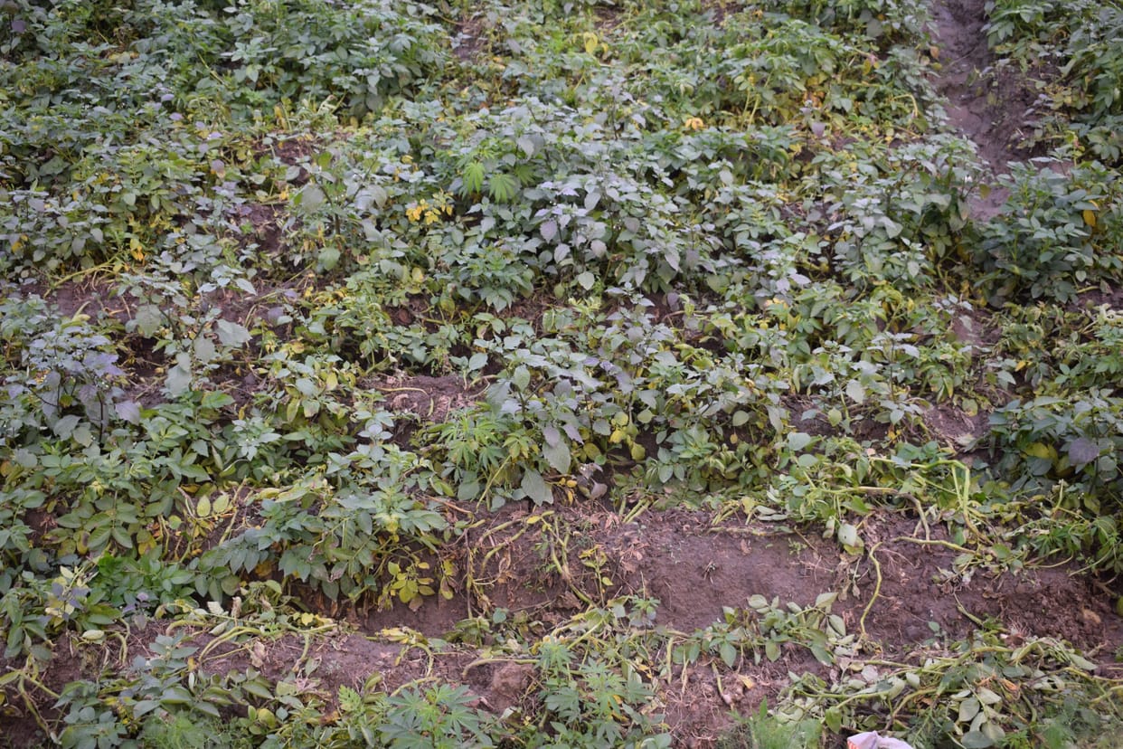 raining, potato