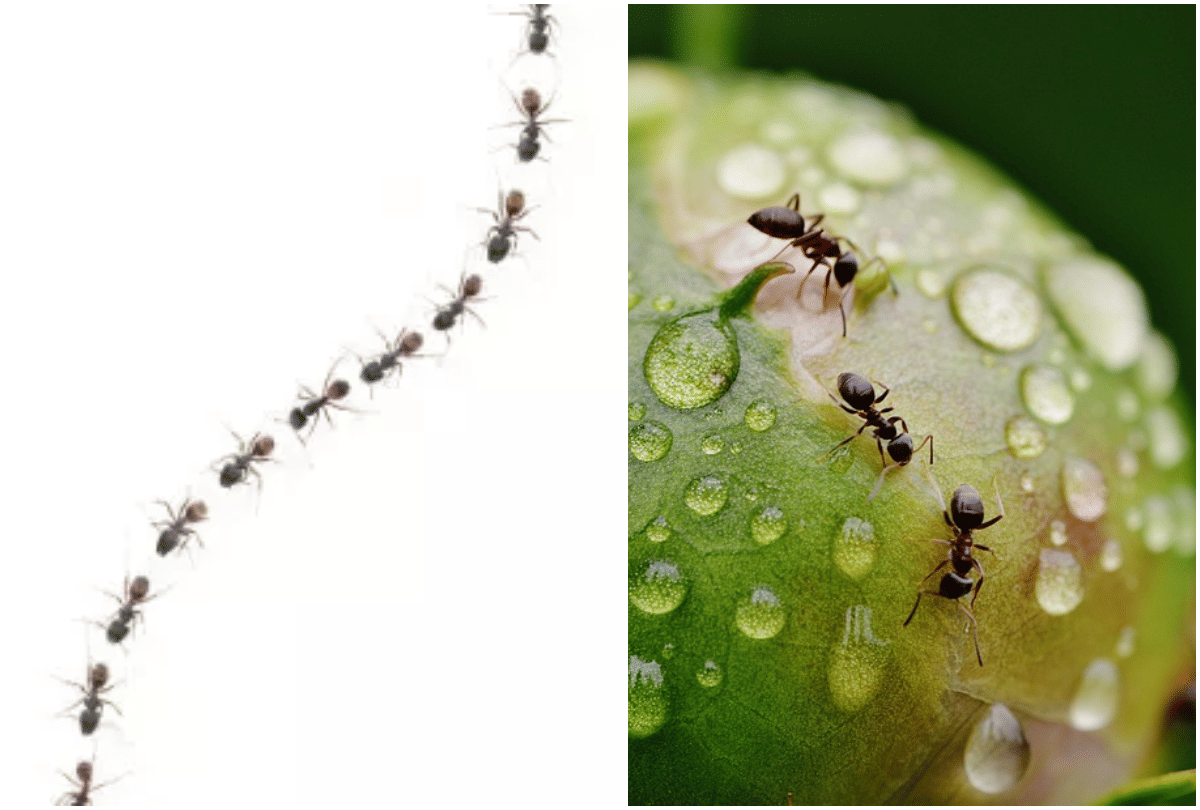 mysterious facts why do ants move in a straight line know the facts about ant