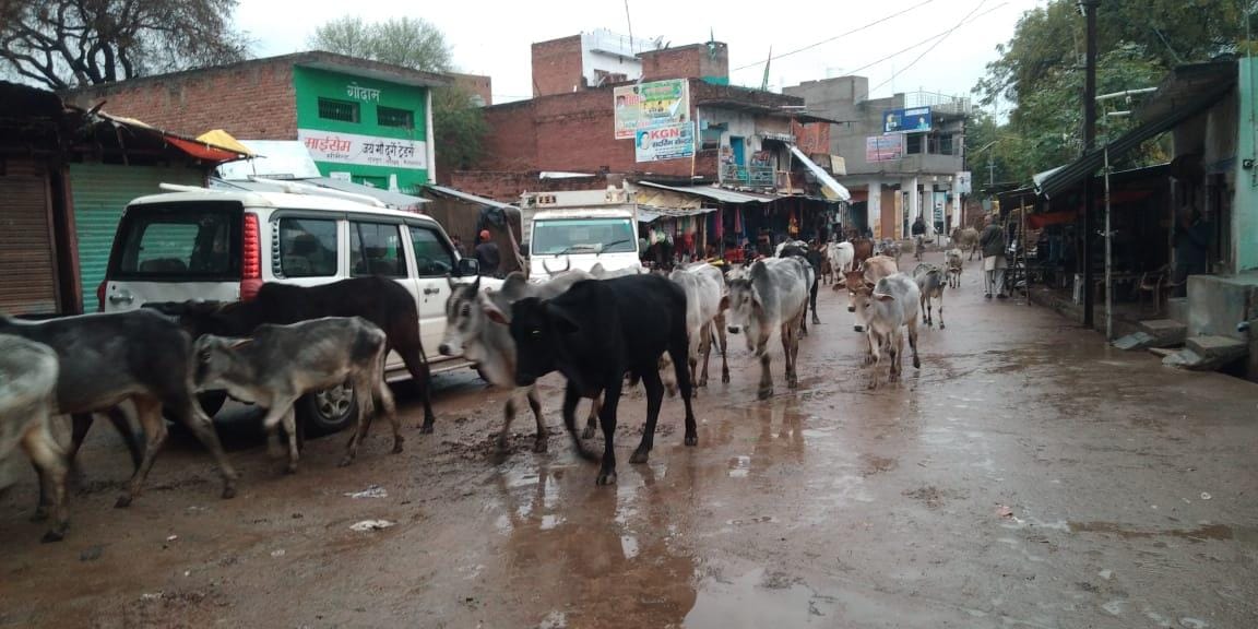 Anna cattle are wet in rain