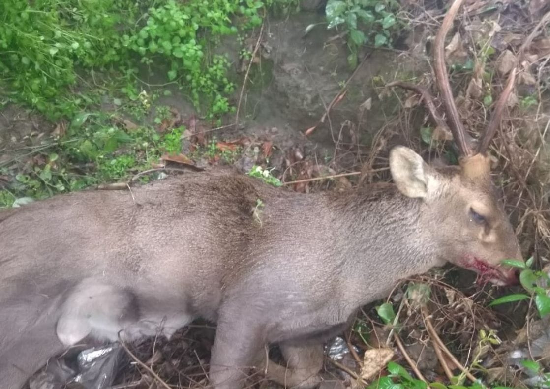 reindeer died illuson of vechile which was reached in road from century