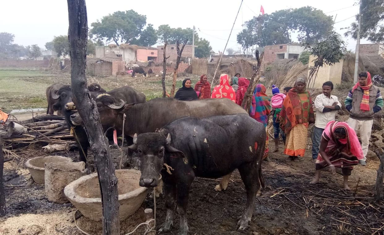 Fire from bonfire, two buffalo scorched