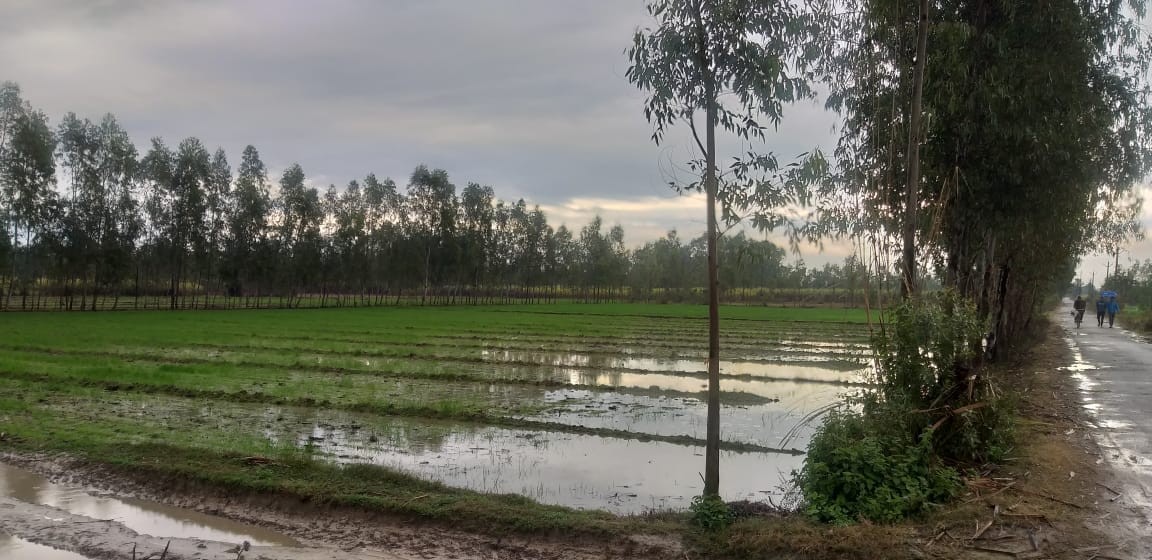 Wheat crop damaged due to rain