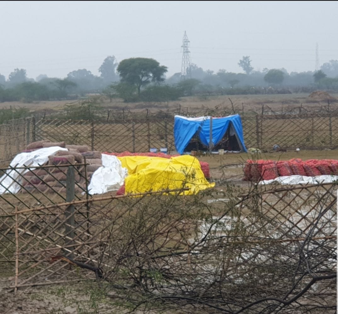 trashed robbed onion found in field