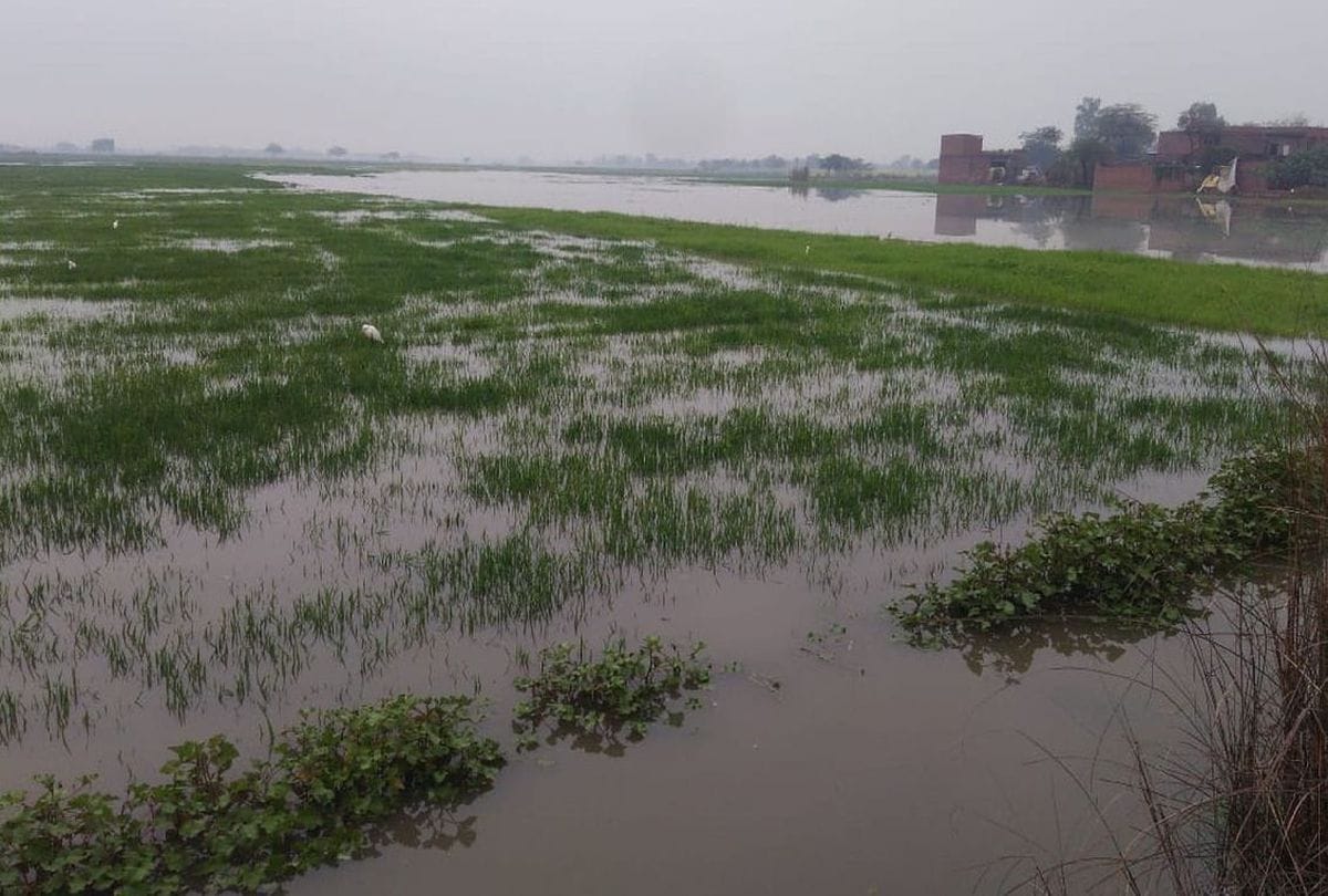 Rain in Jammu, 30 percent wheat crop damaged, farmers upset