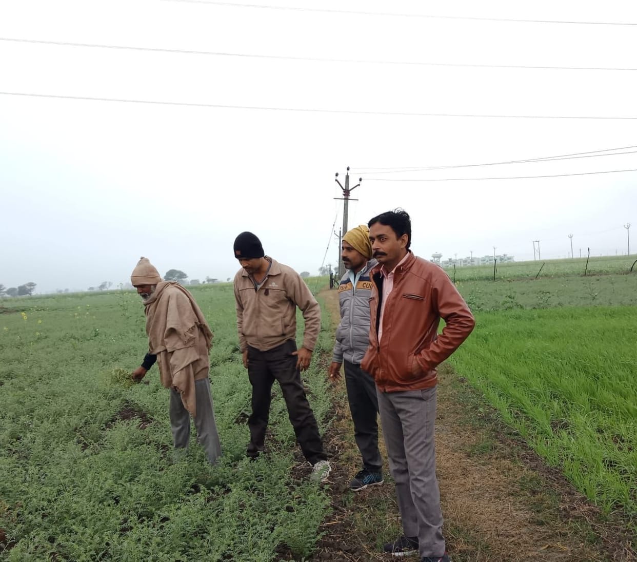 crops destroyed due to rain