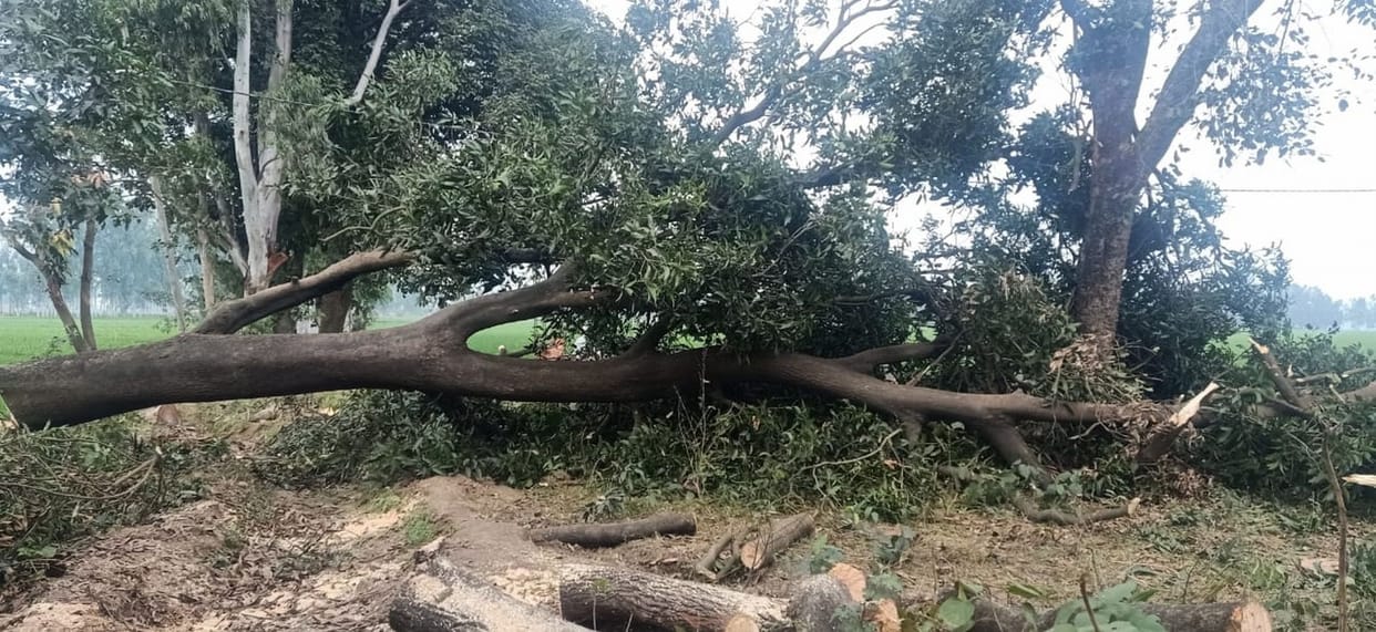 17 Tree Cut