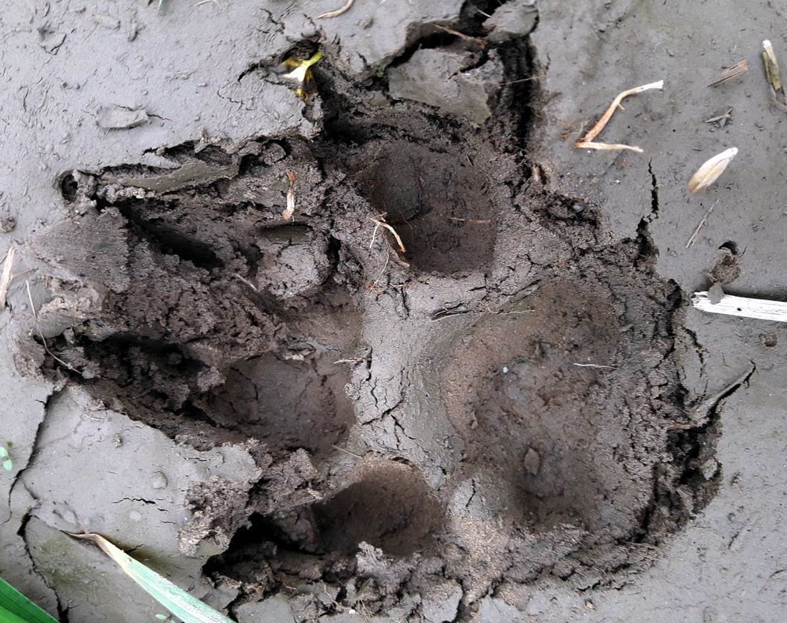 Farmers scared of leopard claws