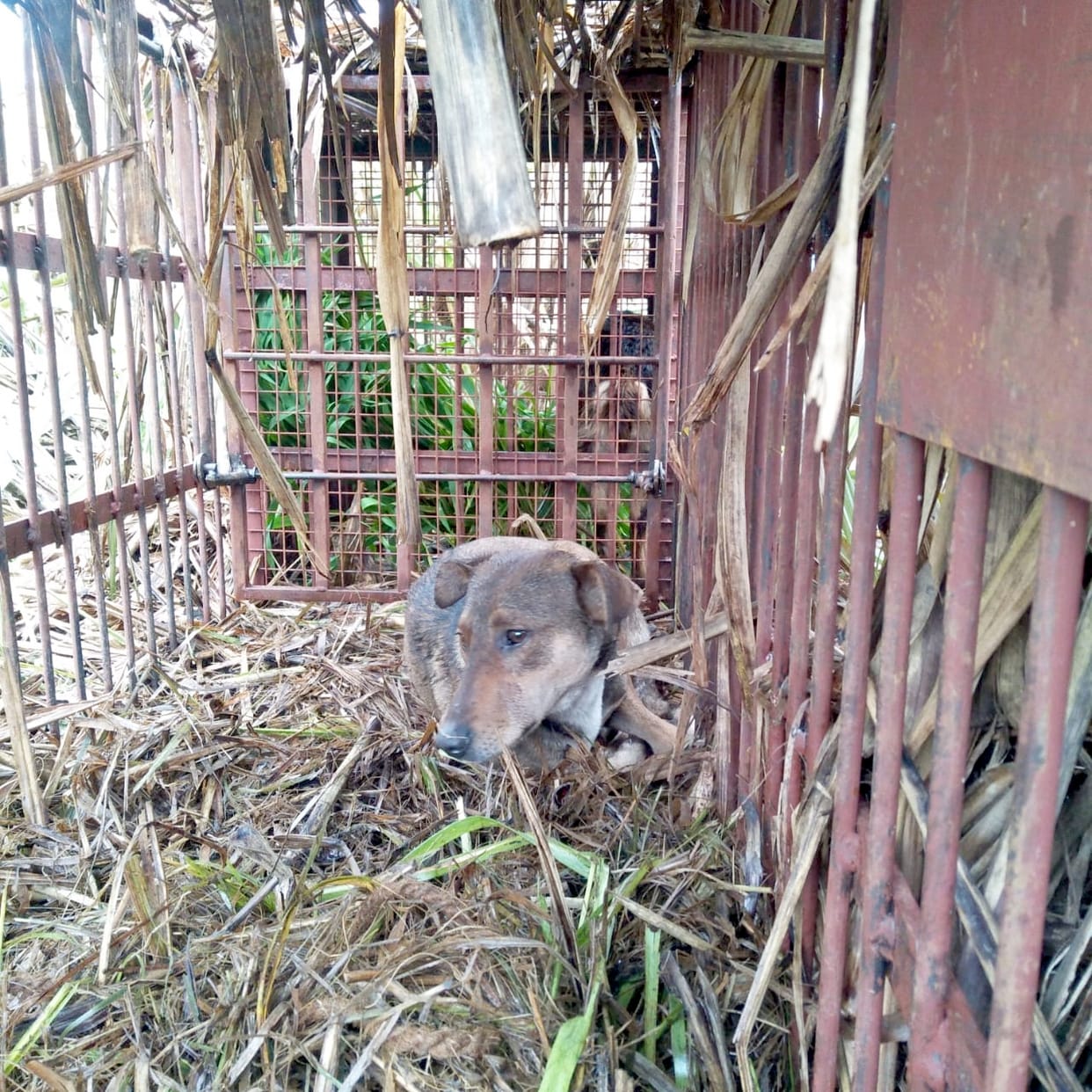 Dog trapped in cage instead of cauliflower