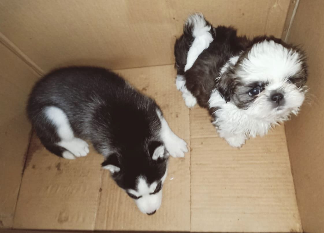 Two puppies found from pet shop