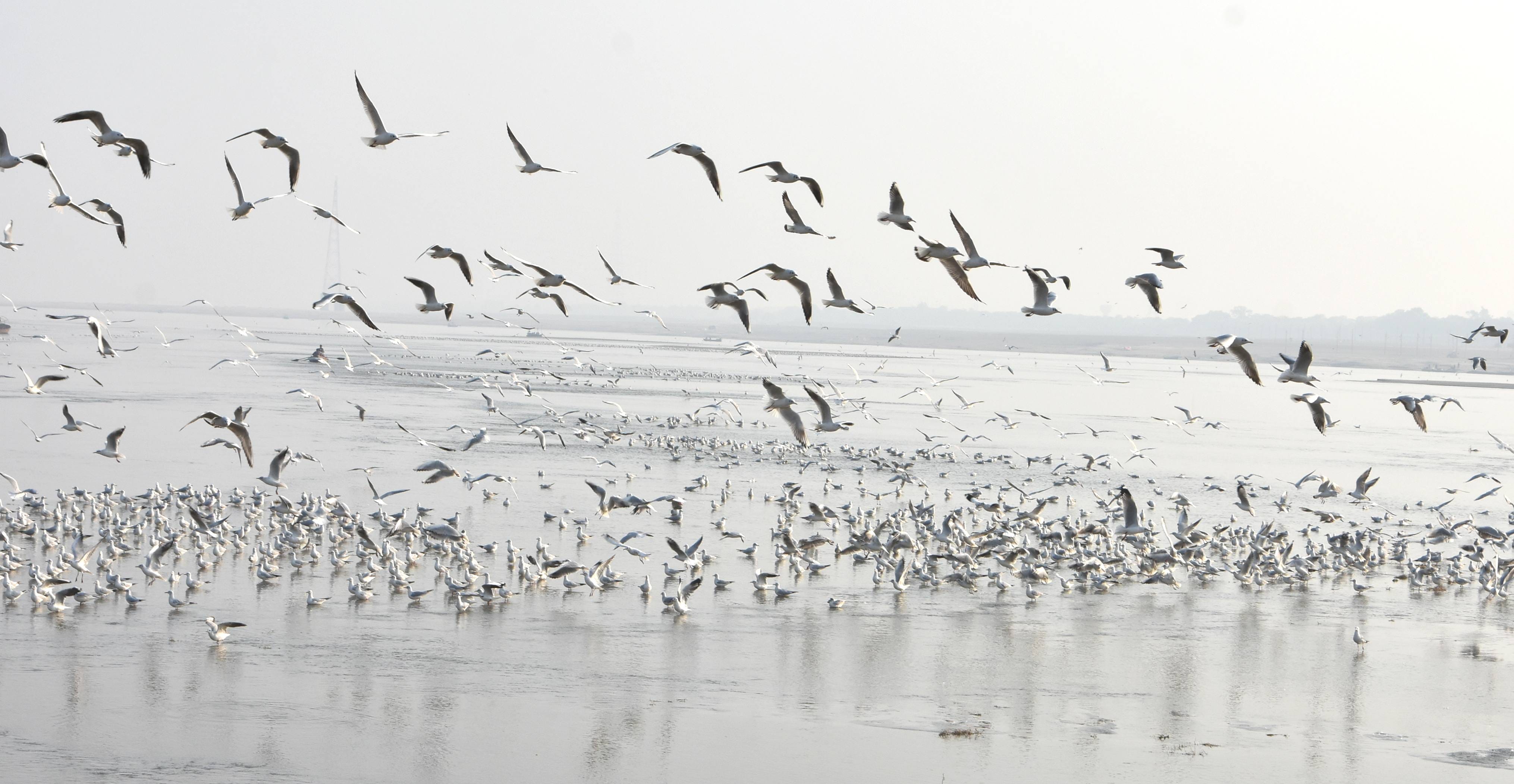 Magh Mela half past, CCTV work backward