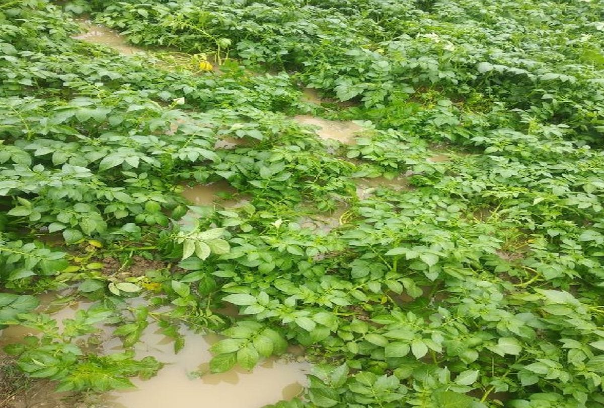 Agriculture Department issued toll free number to compensate for crop loss due to rain