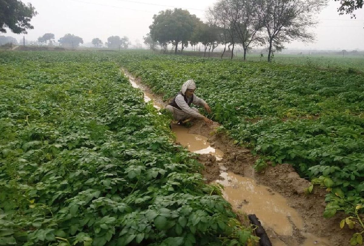 apeda team will come in agra for workshop on potato crop