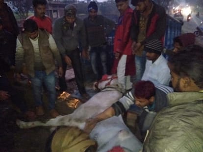 Horse stunned by DJ's voice, many Baratis injured