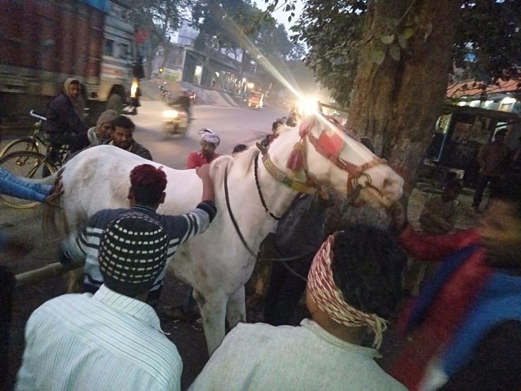 Horse stunned by DJ's voice, many Baratis injured