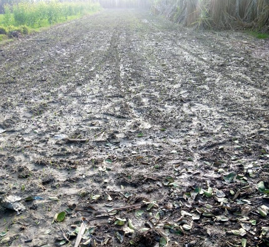 Farmers troubled by weather are finding the option of wheat